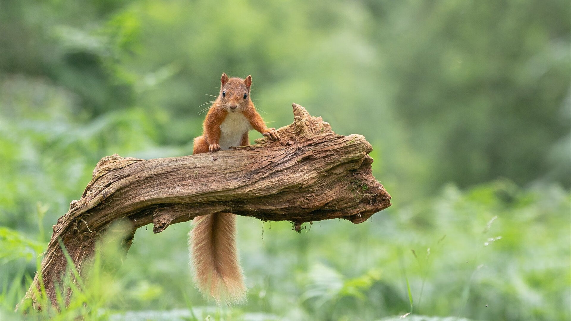 正名之战，杰伦·格林在费城定义未来
