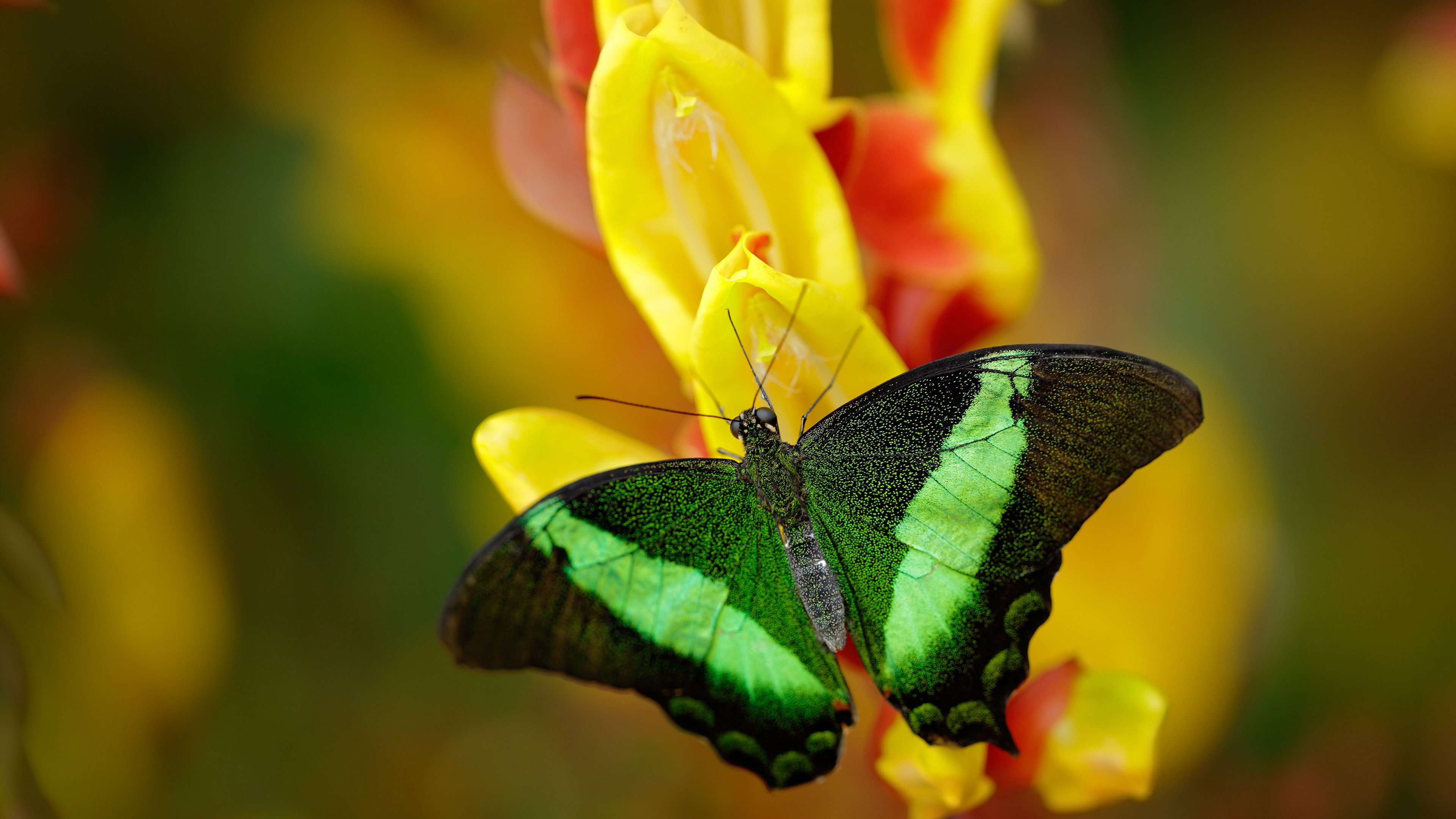 绿茵之外，英超争冠战与中阿足球产业发展的另类对决