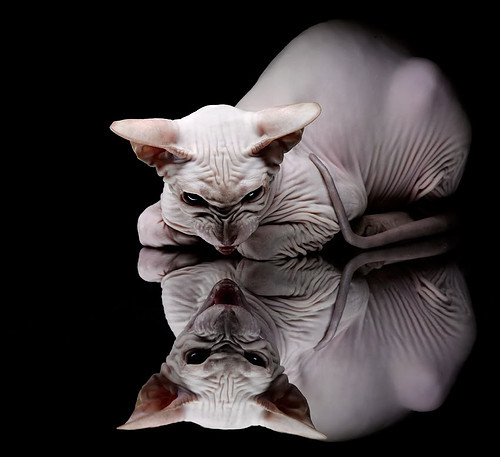 拉梅洛，从麦迪逊的暗影到骑士面前的终结者