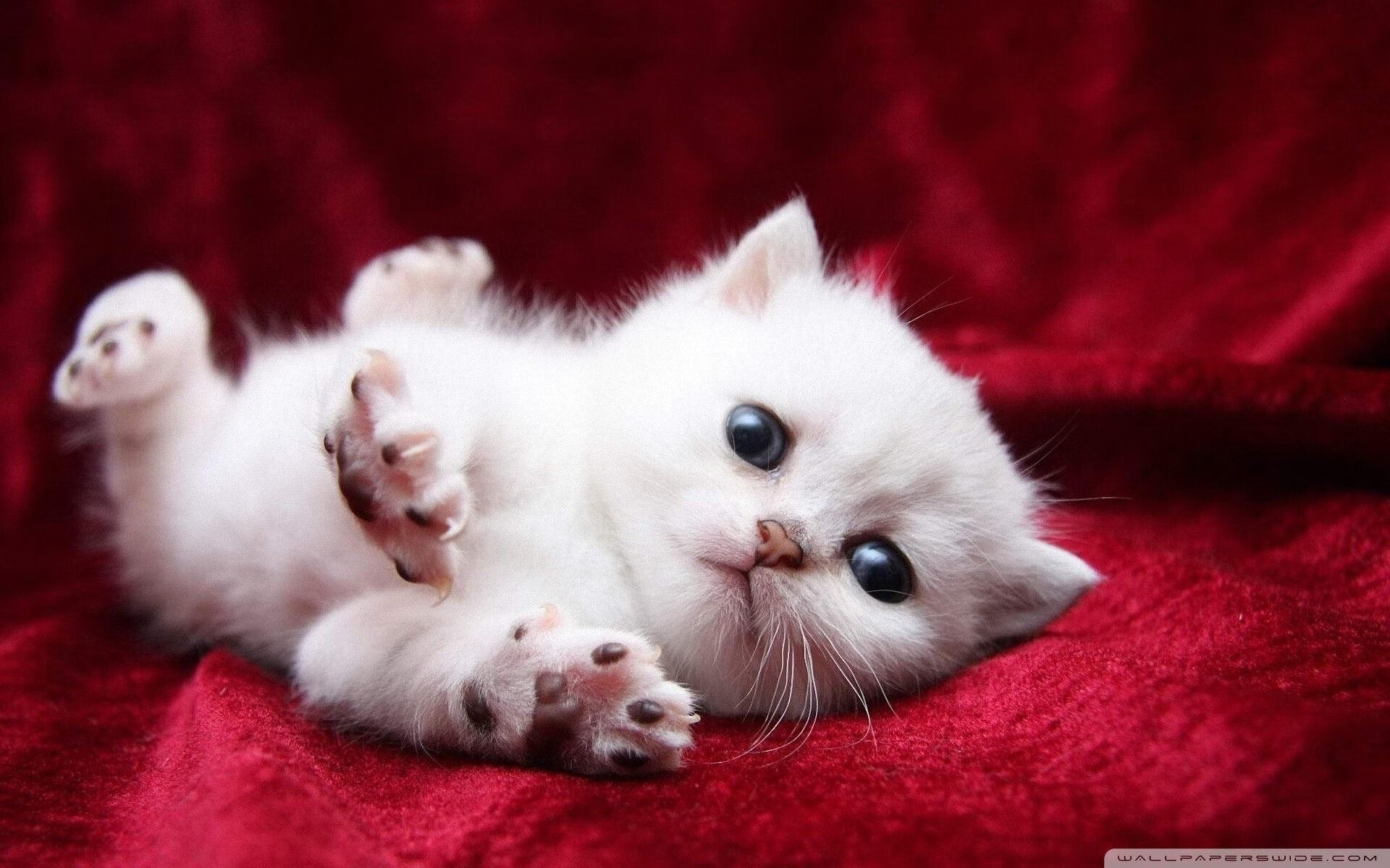 双城记,绝杀的艺术与王者的接管—足球命运的两副面孔