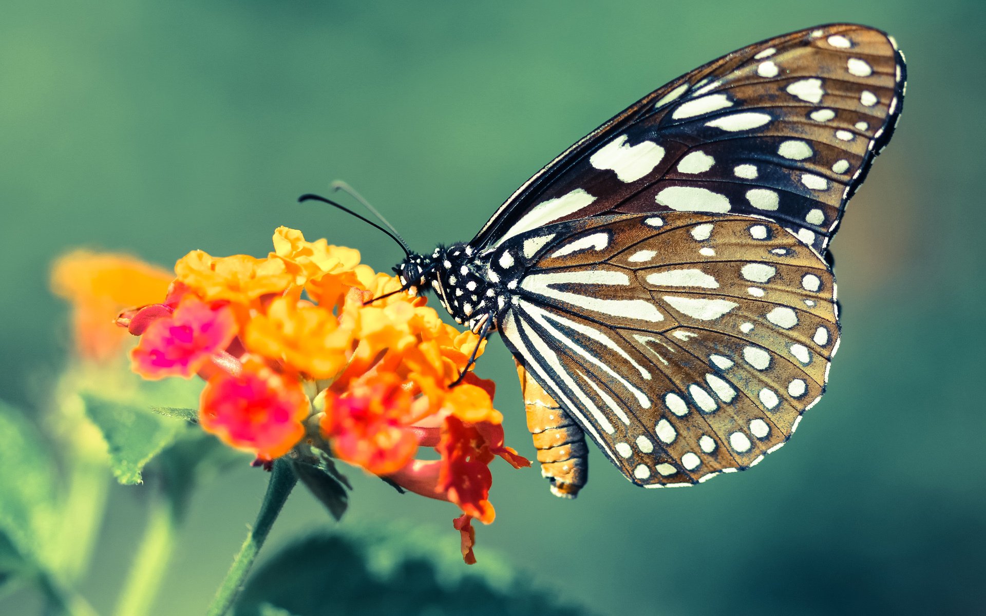 红蓝围城与德国时钟，足球世界的双线叙事