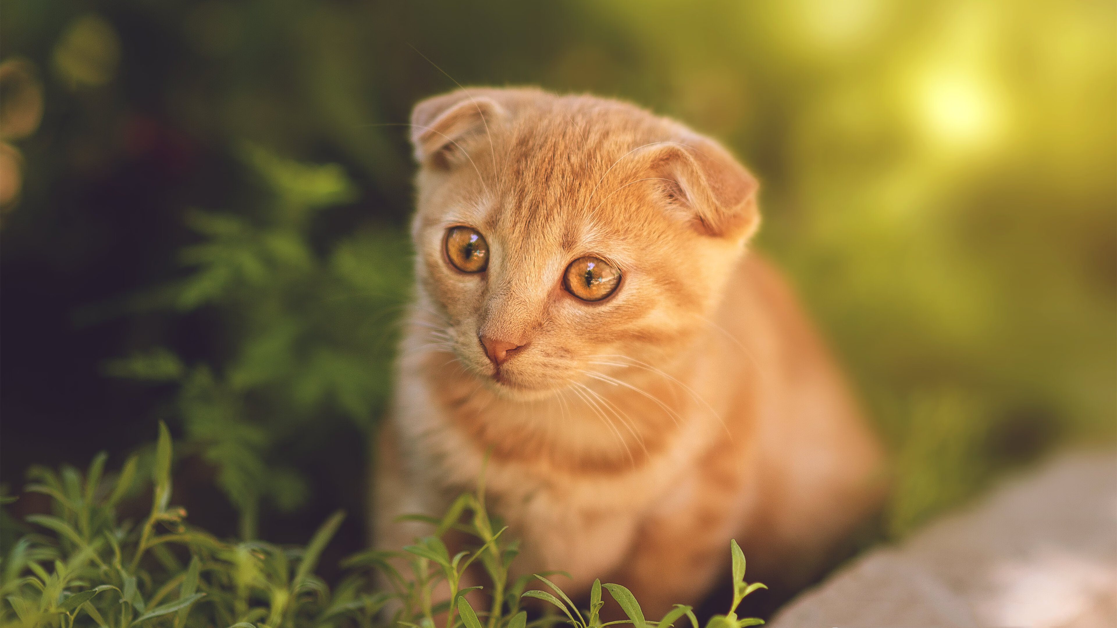 双线争锋，F1街道赛的激情与掘金横扫的霸气—唯一性的体育盛宴