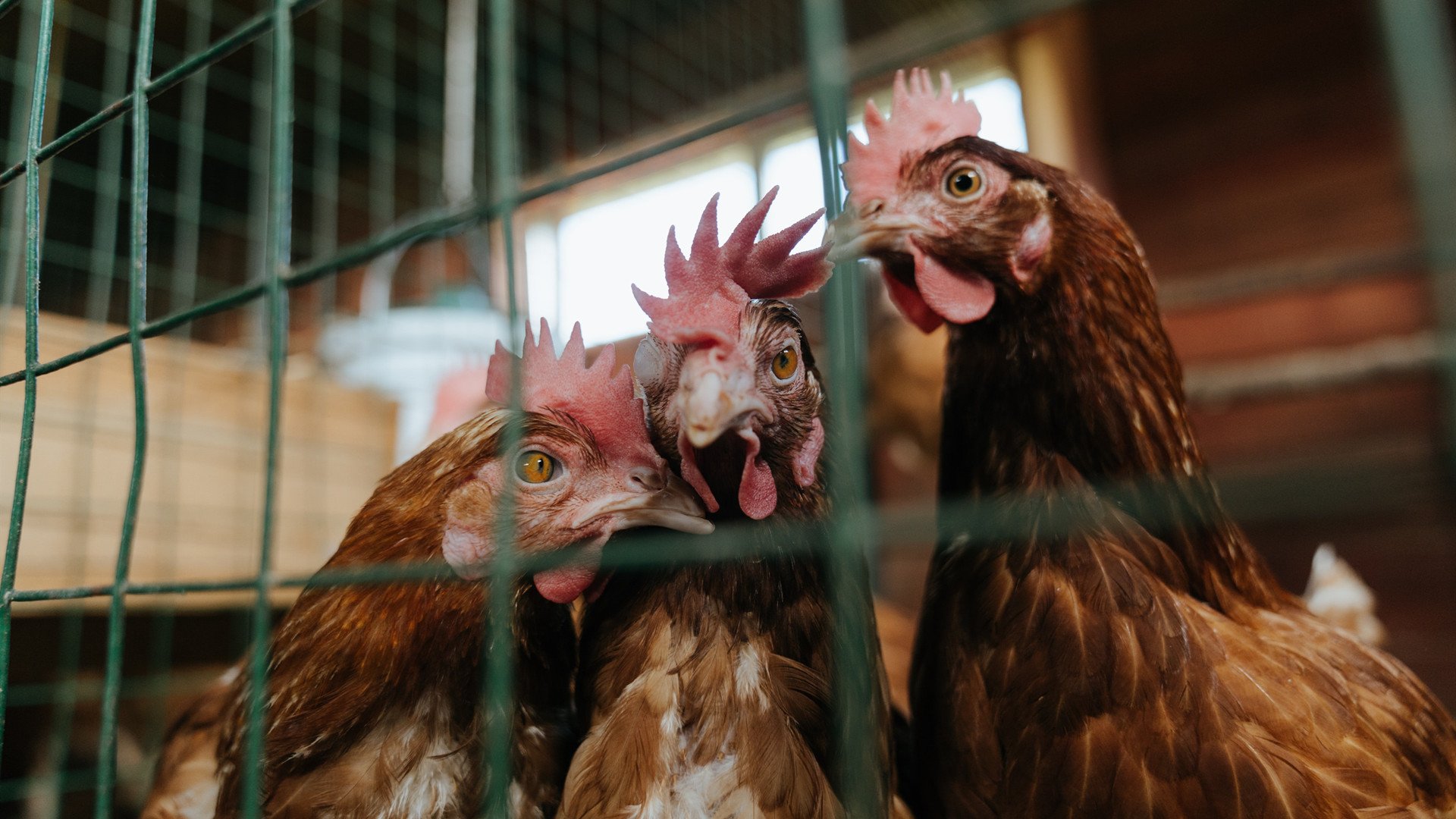 伊萨克的最后一击，当射手刺破资本的黑夜