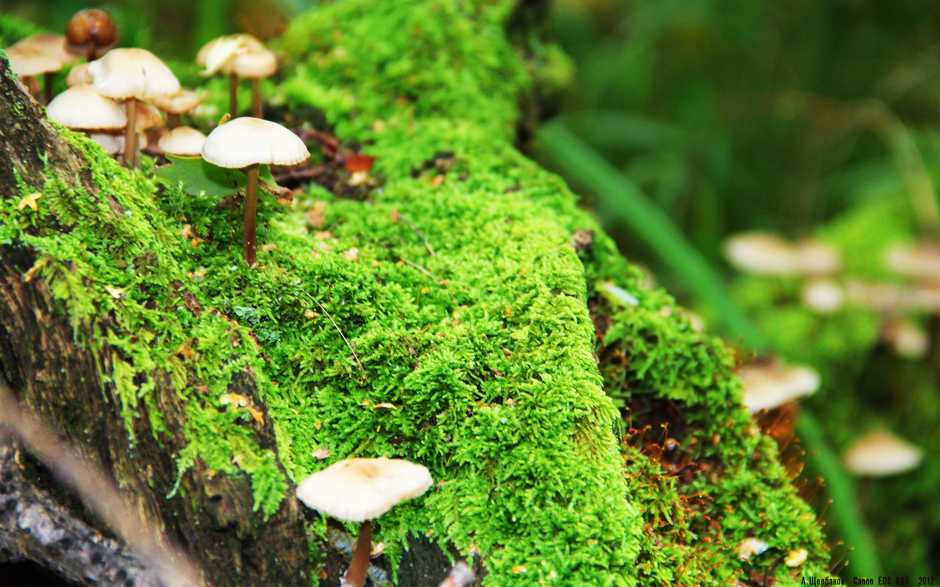 纪录之夜，奥纳纳扑救创新高，比利时轻松取胜牙买加