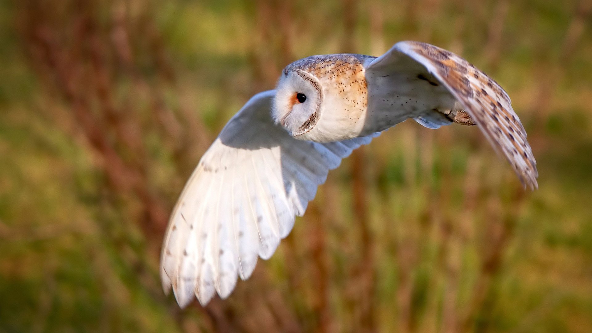 寸土必争!西亚卡姆关键篮板血洗步行者,广厦逆转之夜彰显关键先生本色
