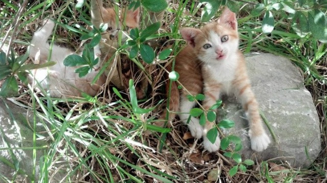 我想到一个既能融合足球与篮球意象，又能体现唯一性内核的标题