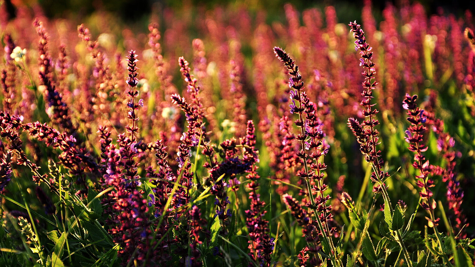不同的逆流，相同的航道，日本爆冷与迪马利亚封神的唯一性叙事