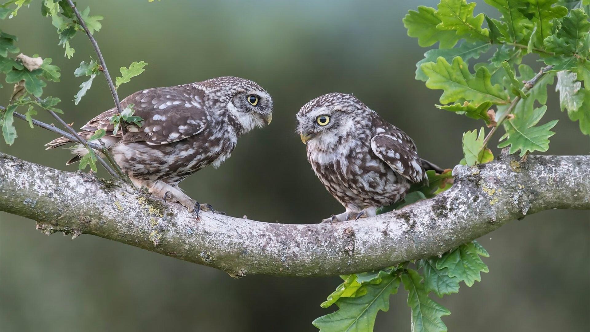 一厘米的永恒,世界排名争夺战之夜拉文冠军级表现诞生记