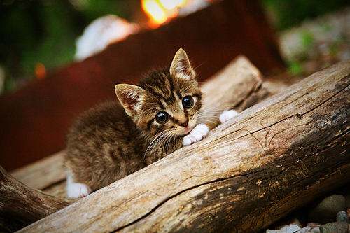 铁骑踏破钢铁丛林，抢七夜，独行侠如何用相信摧毁活塞的钢铁雄心