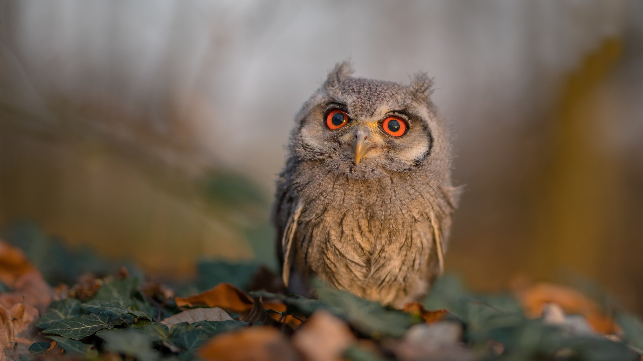 打破次元壁的篮球对话，当东方长城遭遇西方黑马，贝恩的杀伤链如何重塑比赛逻辑？
