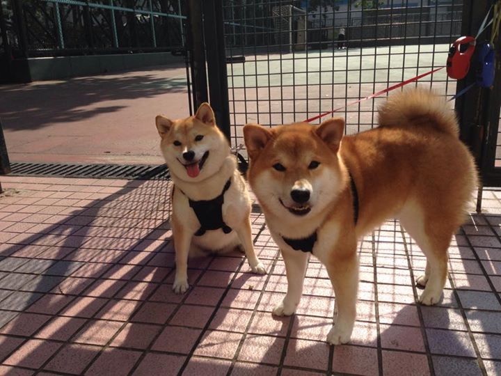 伊萨克独舞,北欧寒锋肢解贝蒂斯防线的统治级表演