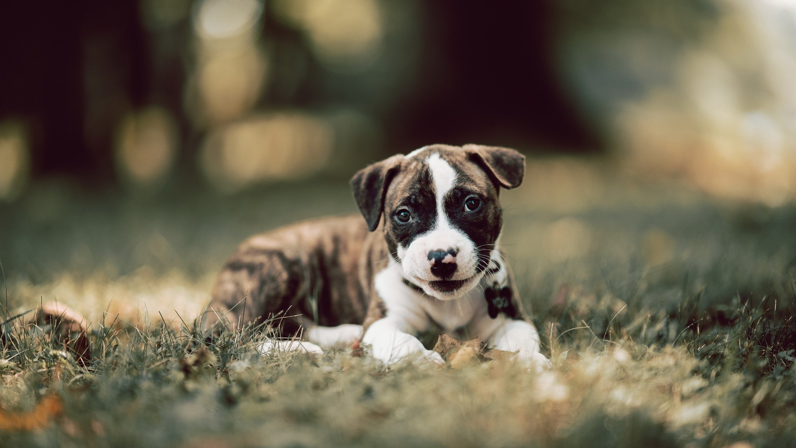 独臂擎天的钢铁巨人，切特在步行者鏖战火箭的史诗之夜
