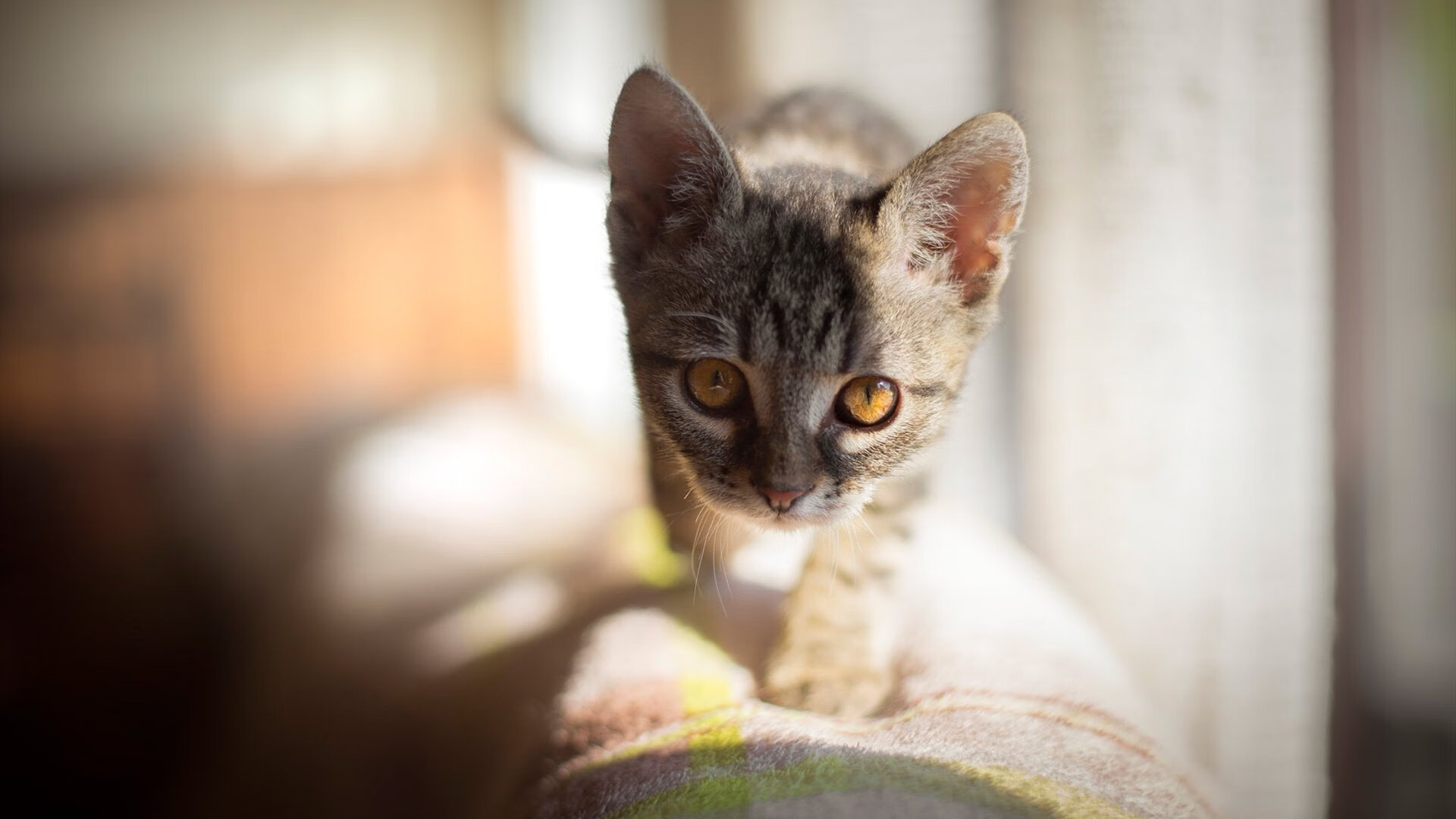 赛道与球场，速度与逆转的平行叙事