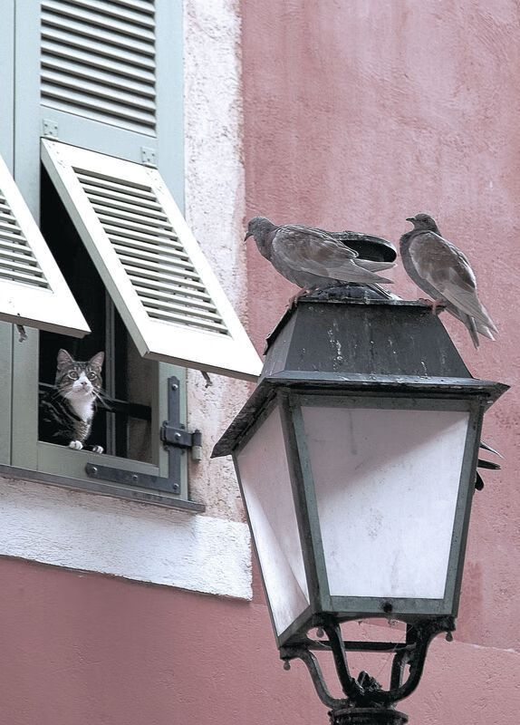 绞杀与瞬击，比利时体系碾轧下，基米希的致命两连击