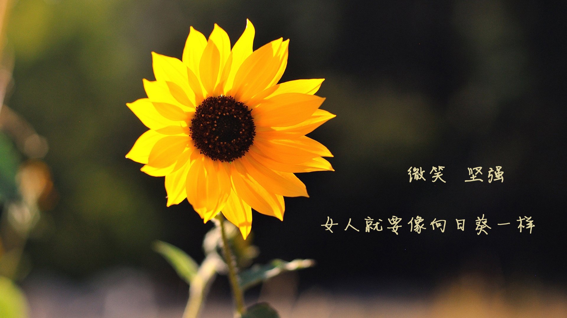 当辽宁风暴席卷孟菲斯，小贾伦的关键刀锋为何斩不断亚洲洪流？