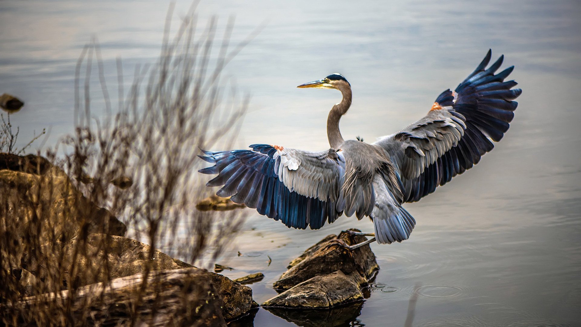 防守的艺术，戈贝尔如何以唯一性成为湖人力克火箭的关键先生