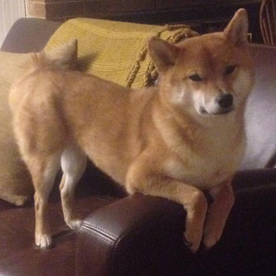 新王当立!步行者斩落东部豪强,切特末节封神成关键先生