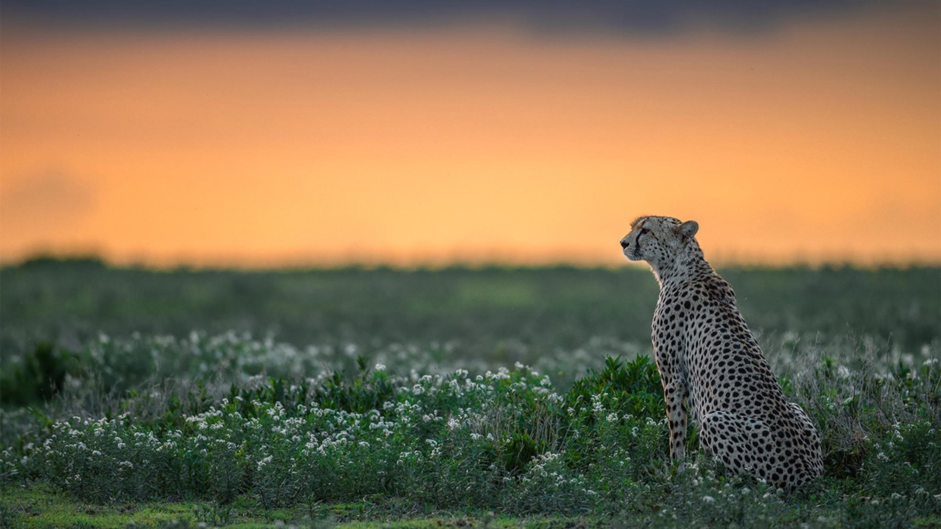 足球破冰，当基耶萨在被封锁的世界杯接管比赛