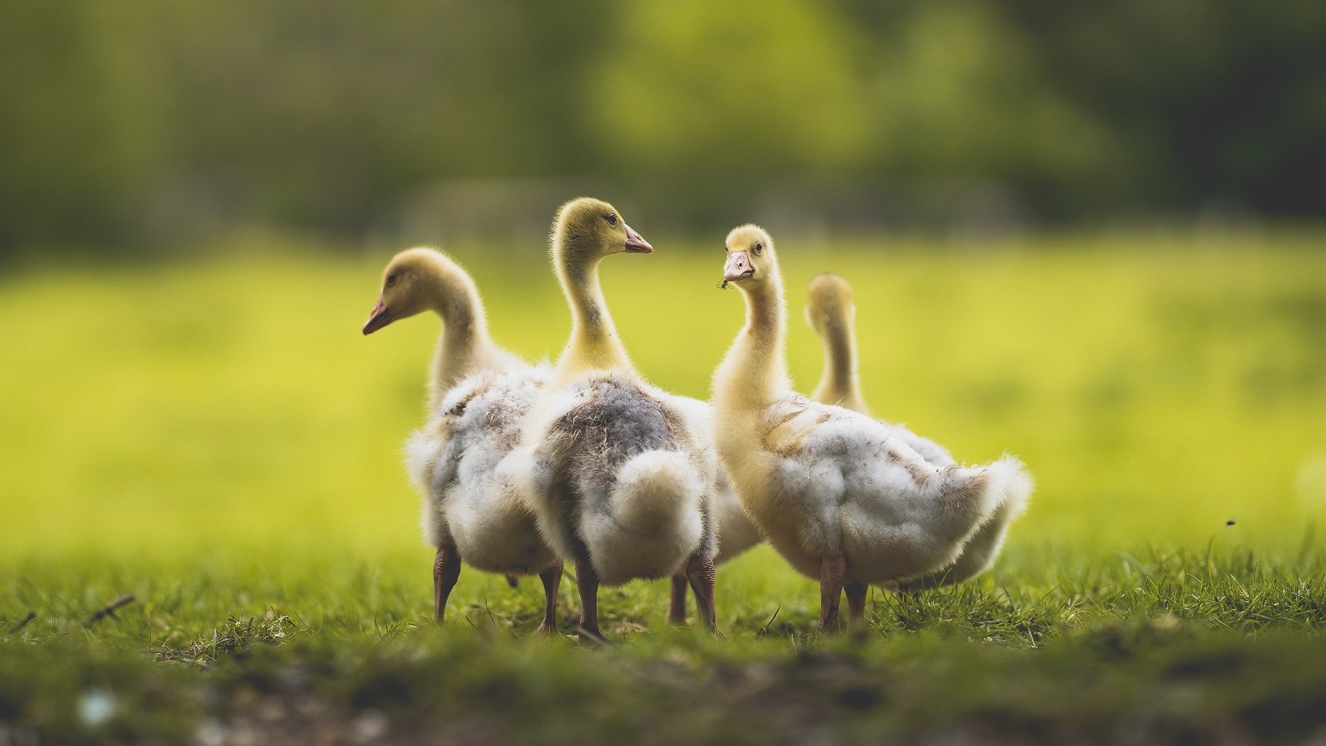 当光芒刺破长夜，孙兴慜的破晓与牙买加的绝杀