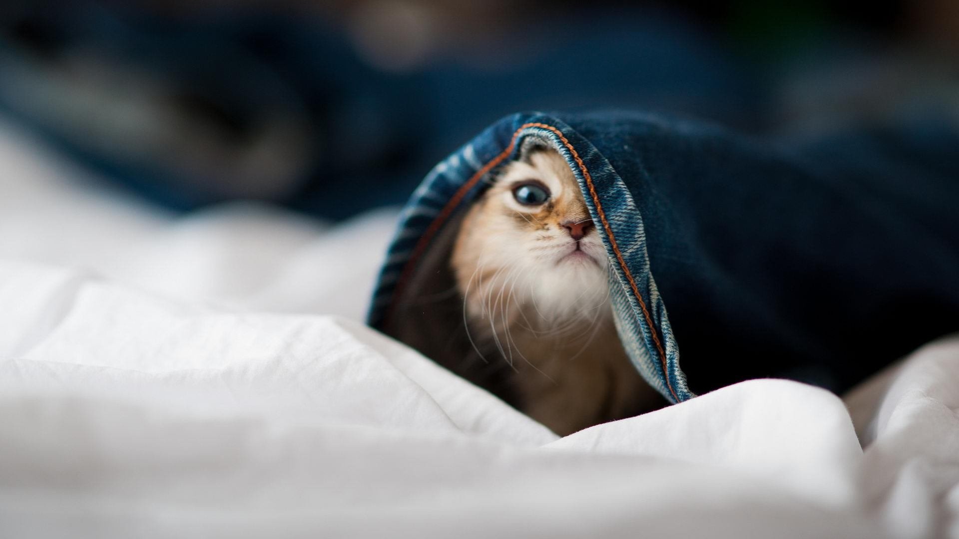 北境寒霜对决玫瑰风暴，撕裂之城绝地逆转险胜华盛顿