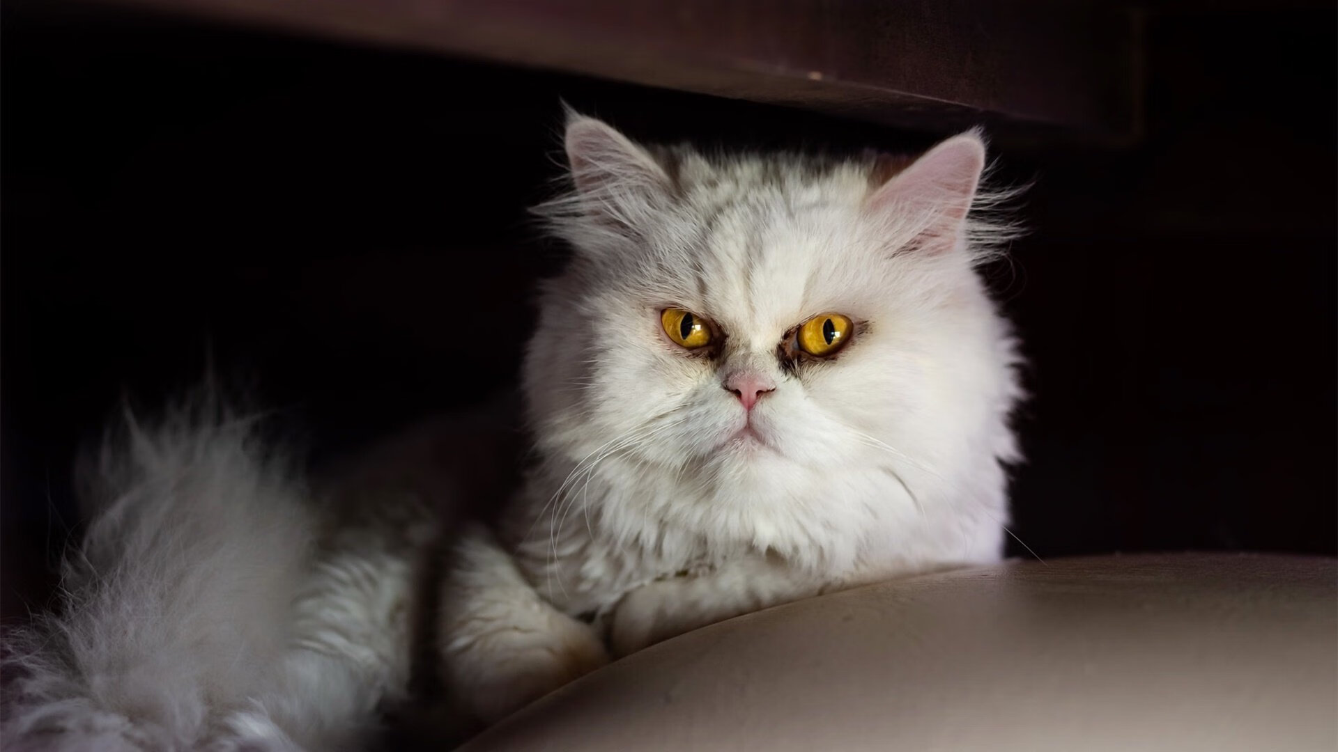 钢与火之歌，辽宁铁壁崩裂处，德罗赞燃尽孤星最后一舞