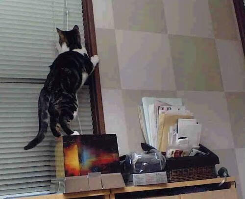 闪电战席卷赛场，福克斯爆发，雷霆战术全面压制辽宁