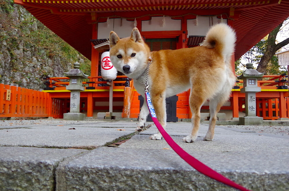 冰封芝加哥！欧文展终结者本色，老鹰客场制霸公牛